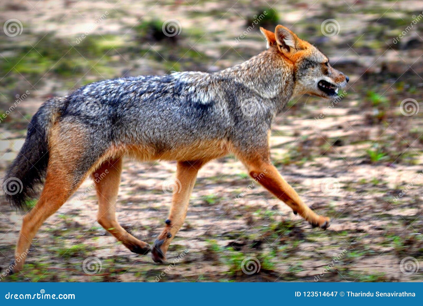 Golden Jackal ,live on Flocks ..hunting There is a Sharp Bite ,eating  Delicious Stock Image - Image of algal, brood: 123514647