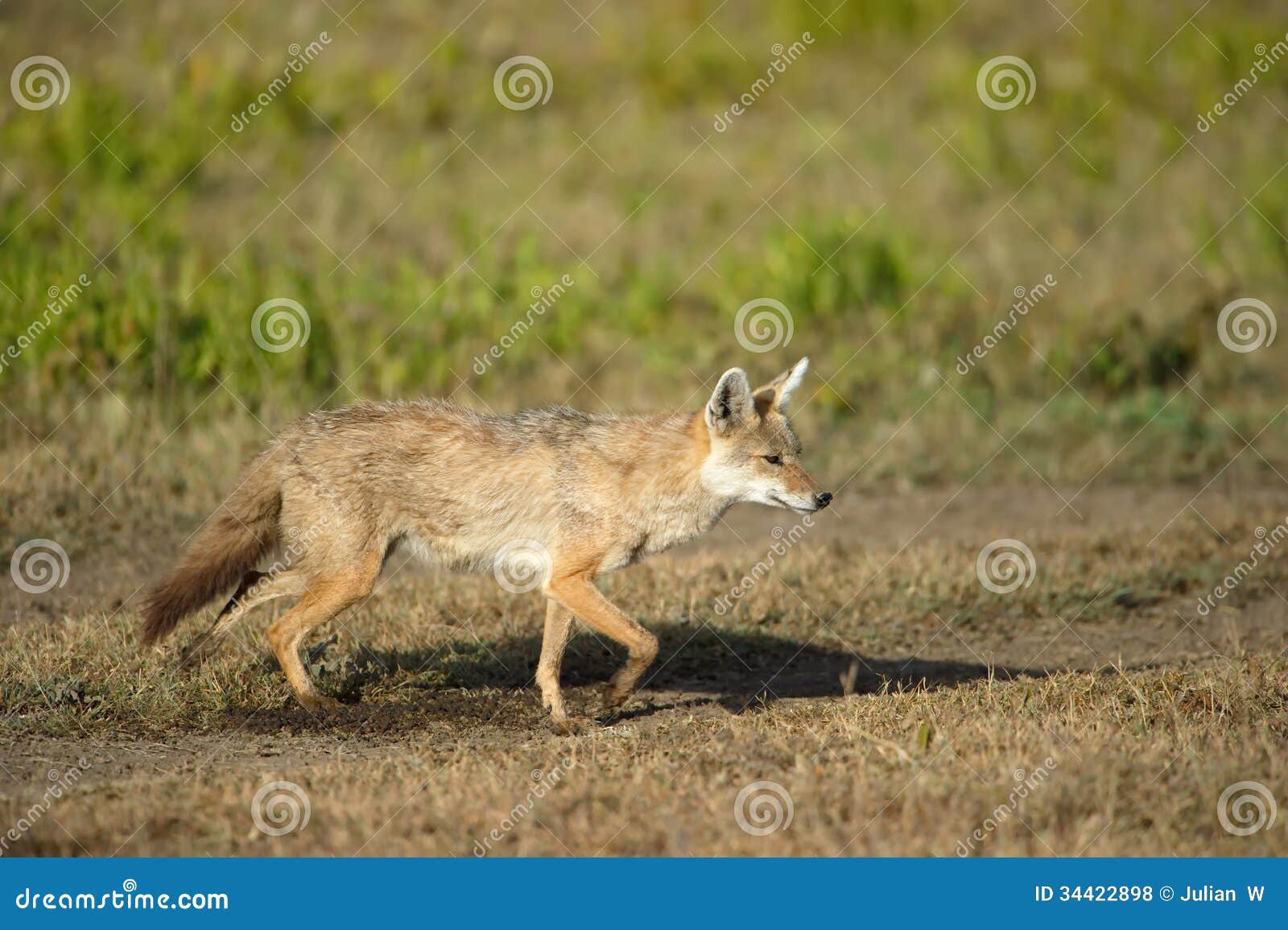 golden jackal