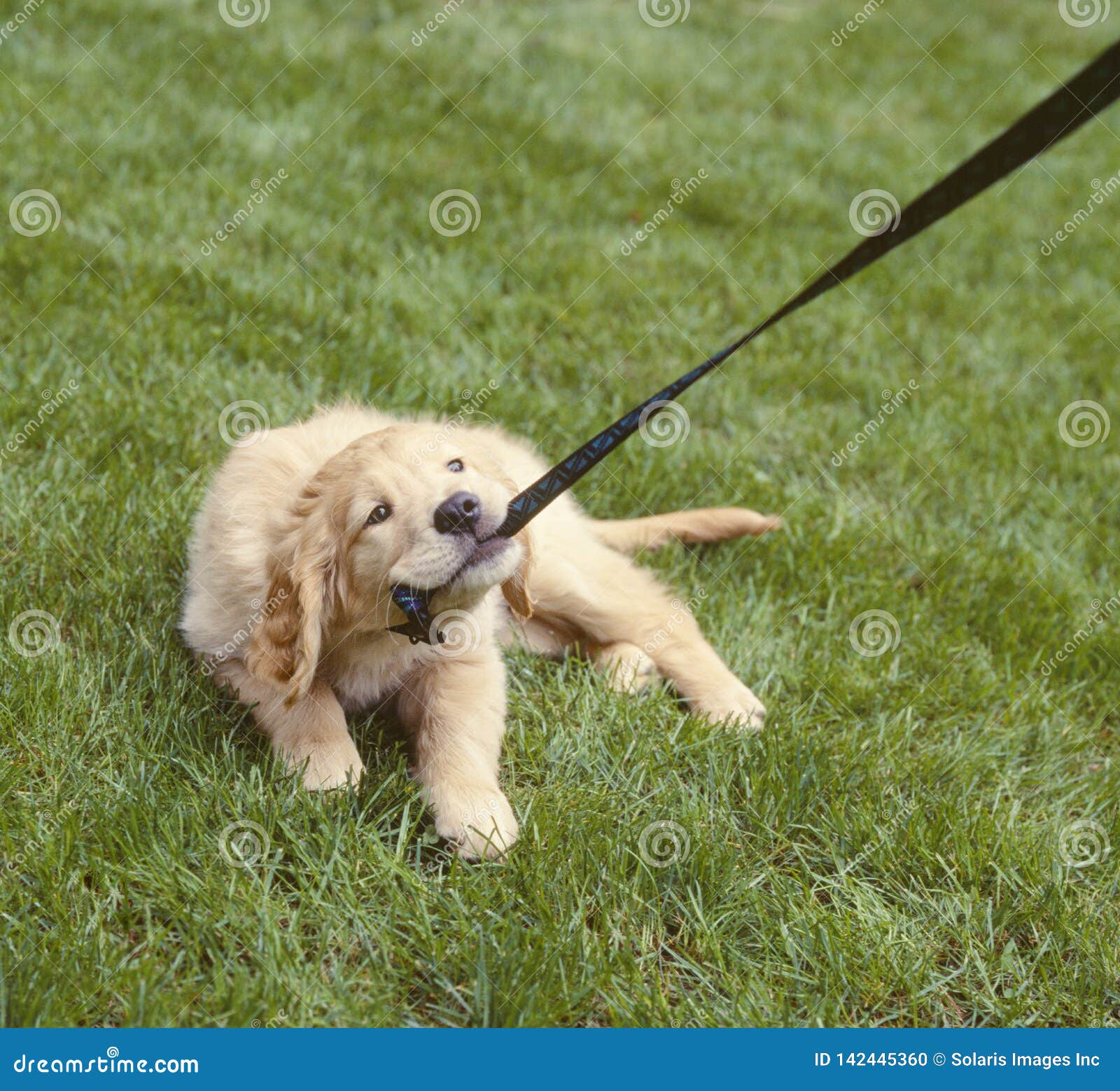 Puppy Dog Chewing Pulling Leash Bad Pet Behavior Animal Obedience Training Stock Photo Image Of Canines Puppy 142445360