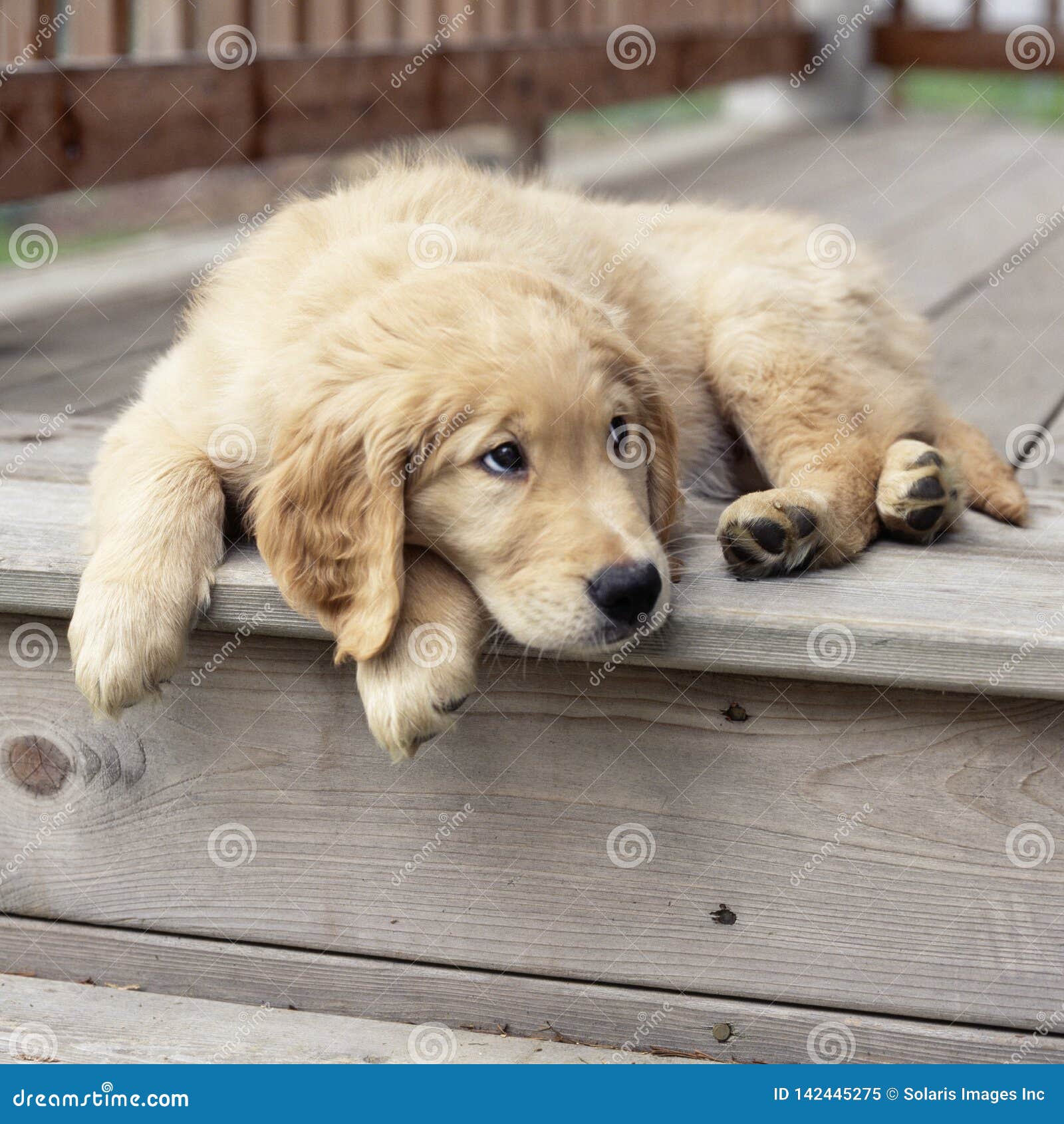 Golden Lab Labrador Retriever Puppy Pet with Sad, Sulky, Pouting  Expression. Cute, Funny, Bad, Bored Dog Concept. Stock Image - Image of dogs,  canine: 142445275