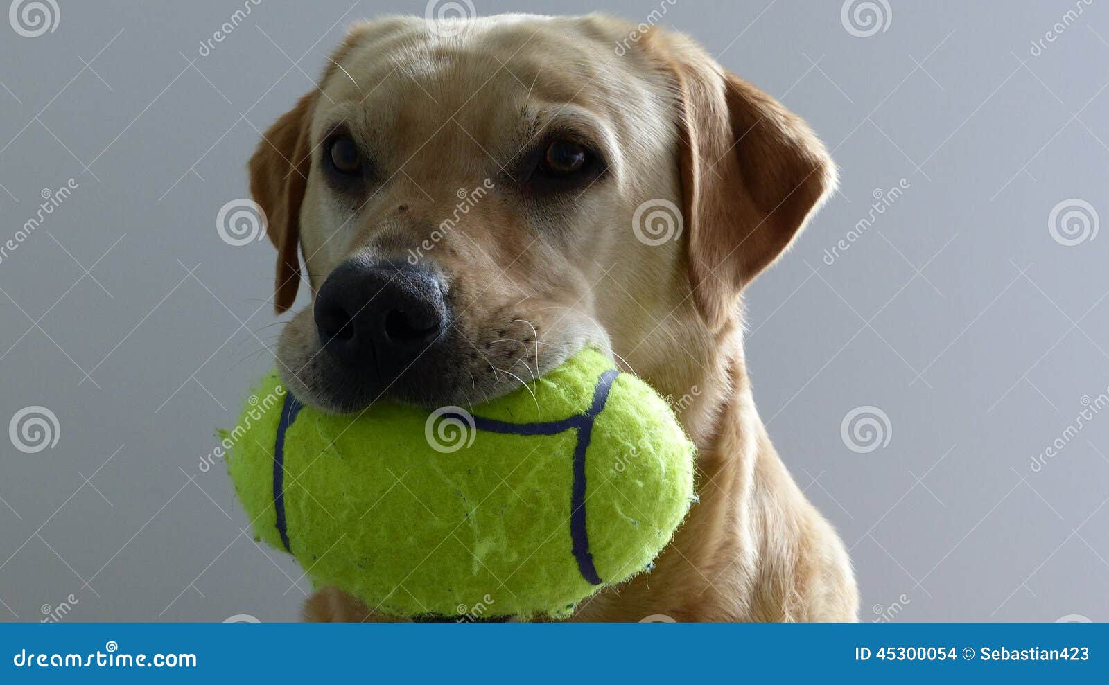 Golden Labrador ball stock photo. Image of people, animal 45300054