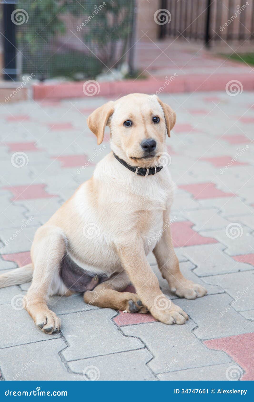 3 month old yellow lab