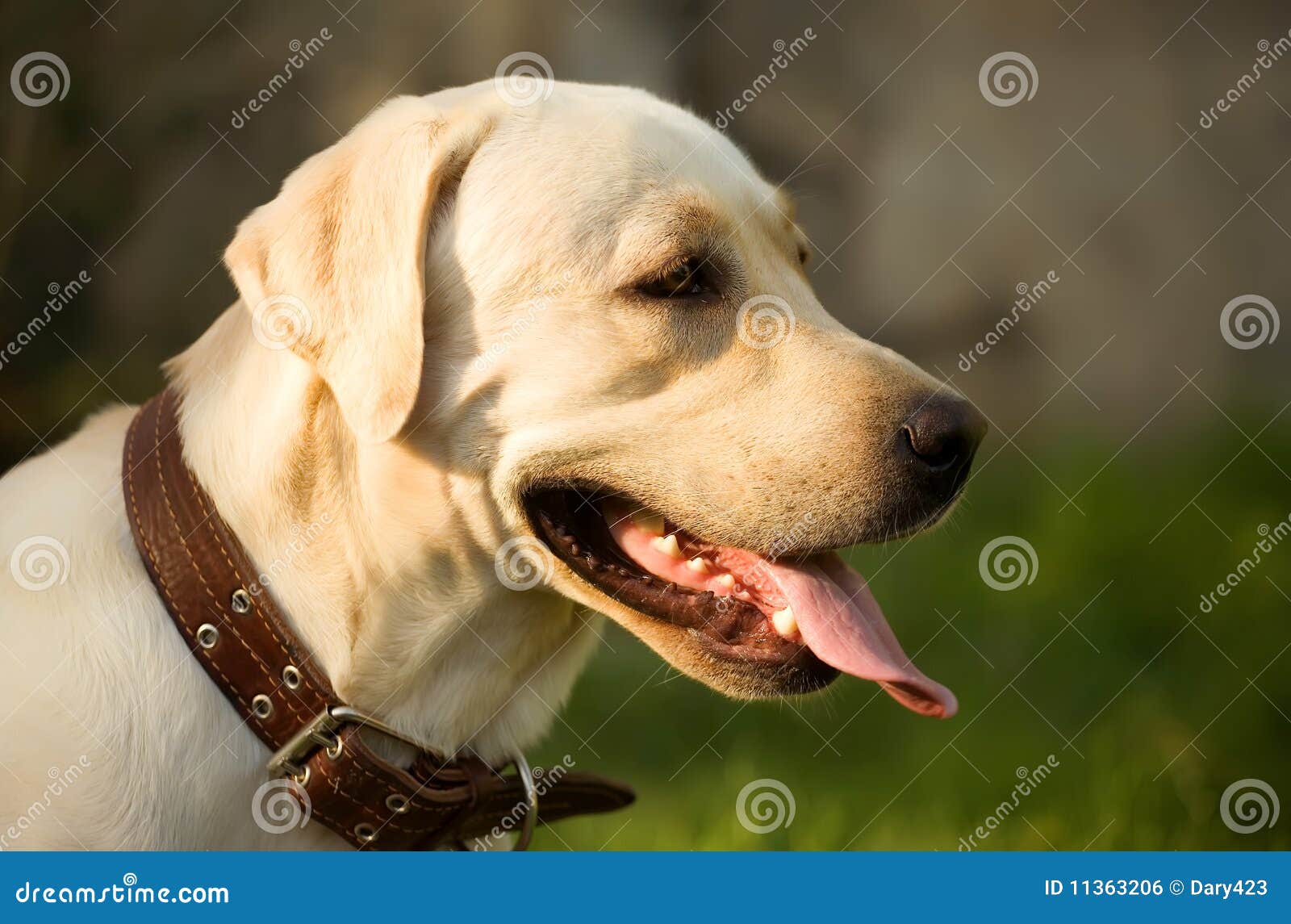 Golden Labrador Retriever stock photo. Image of portrait 11363206