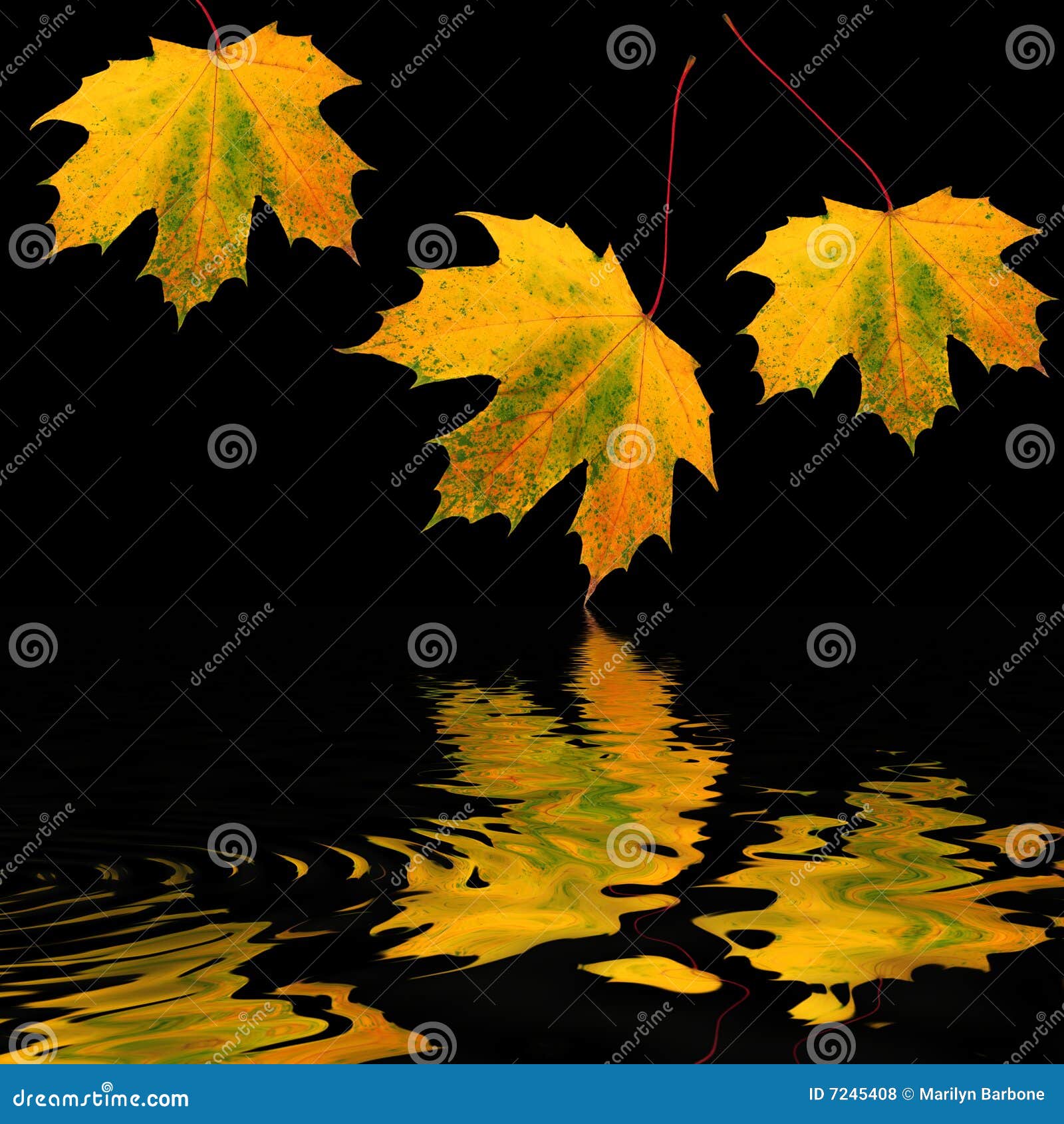 Golden Leaf Beauty stock photo. Image of background, reflection - 7245408