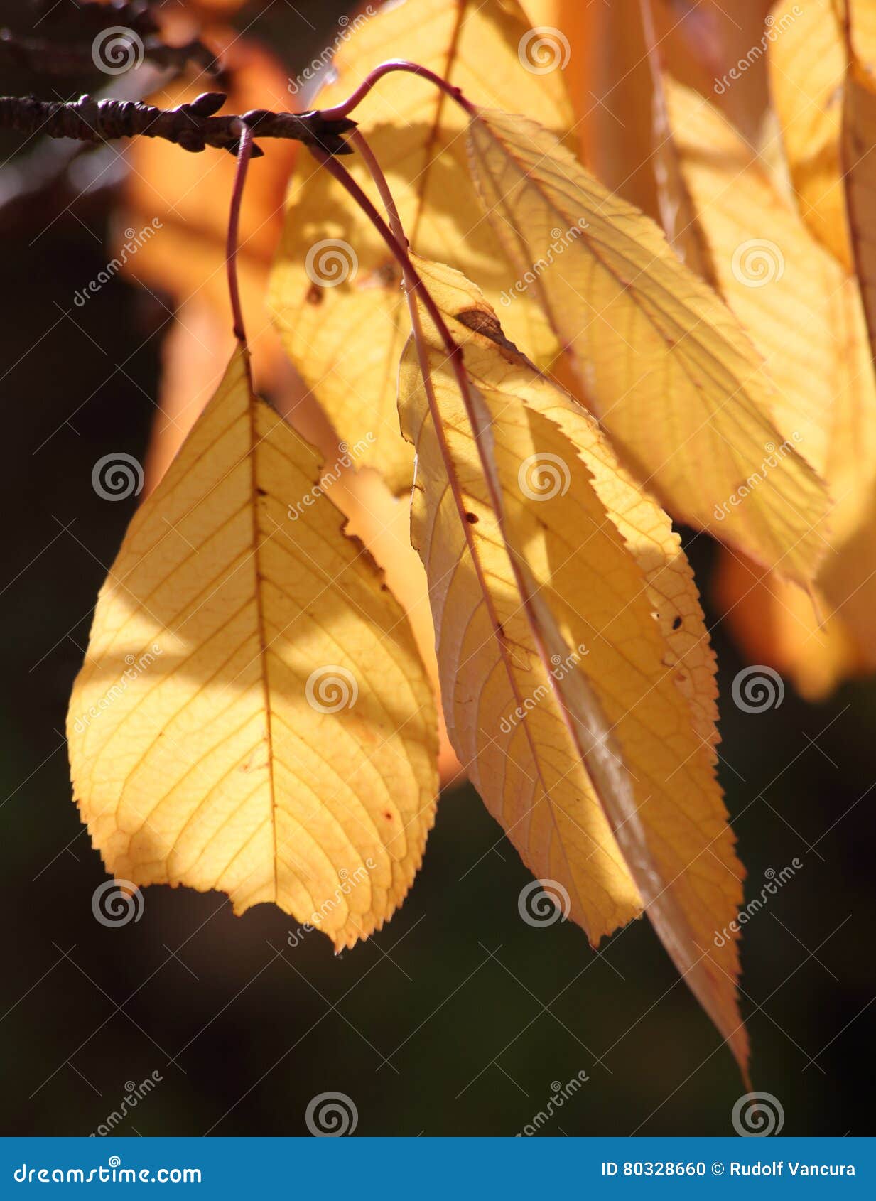 Golden Leaves on Cherry Tree Stock Photo Image of autumnal, branch