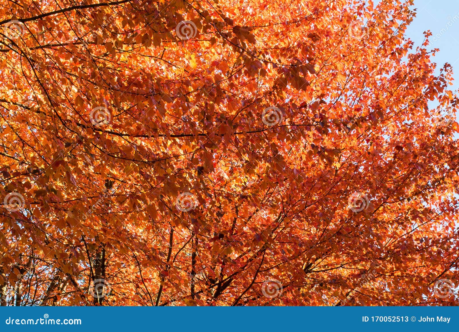 Golden Leaves on a Fall Tree Stock Image Image of black, branch