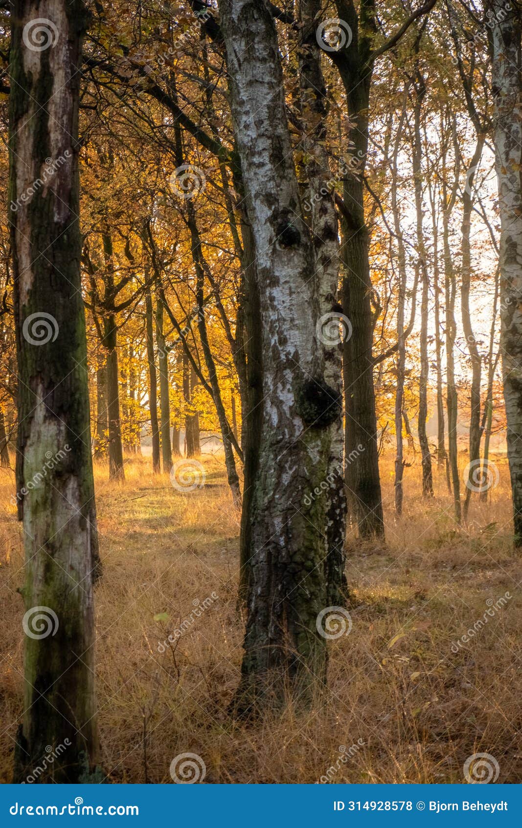 golden hour in the birch grove