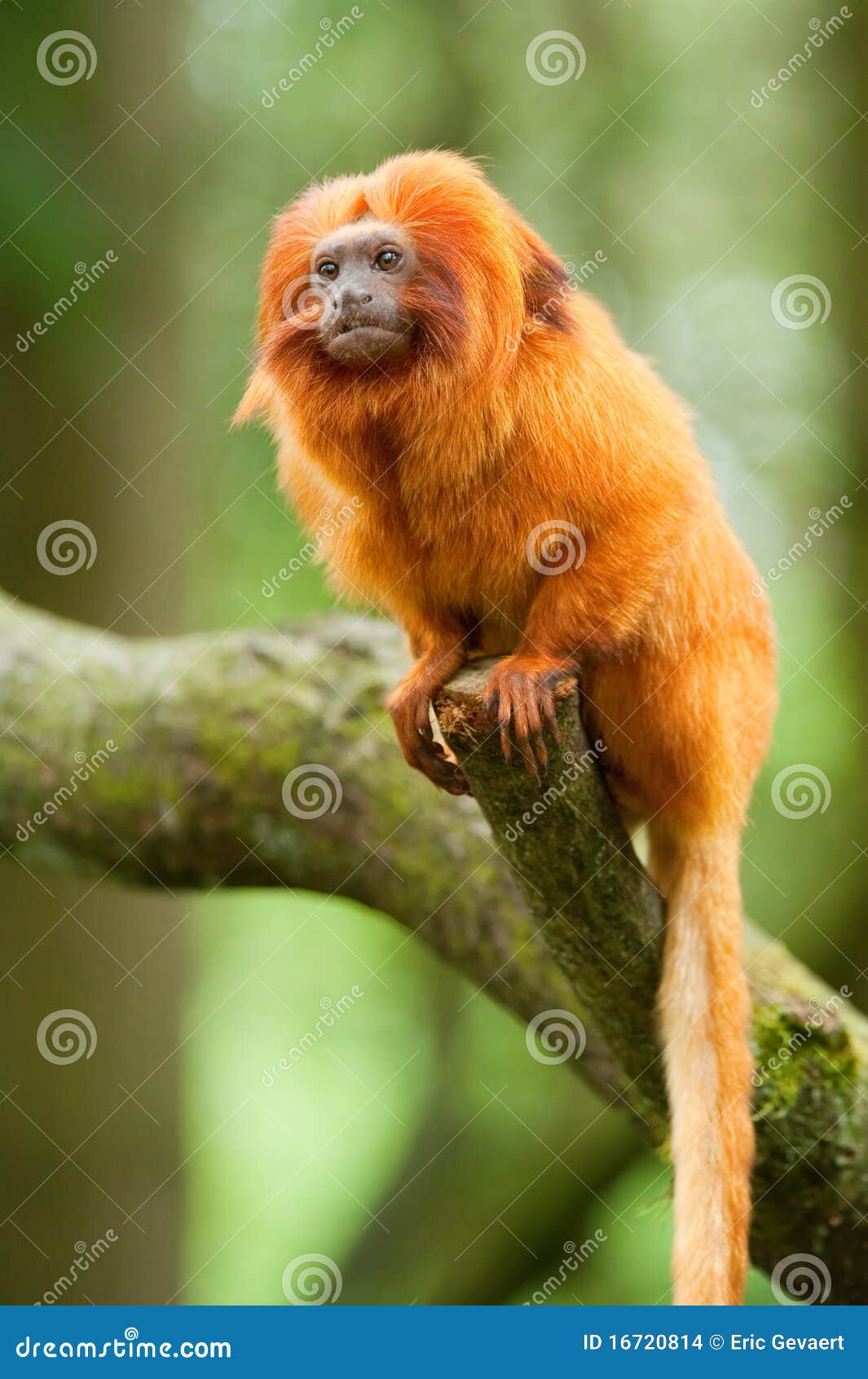 970 Golden Lion Tamarin Stock Photos - Free & Royalty-Free Stock Photos  from Dreamstime