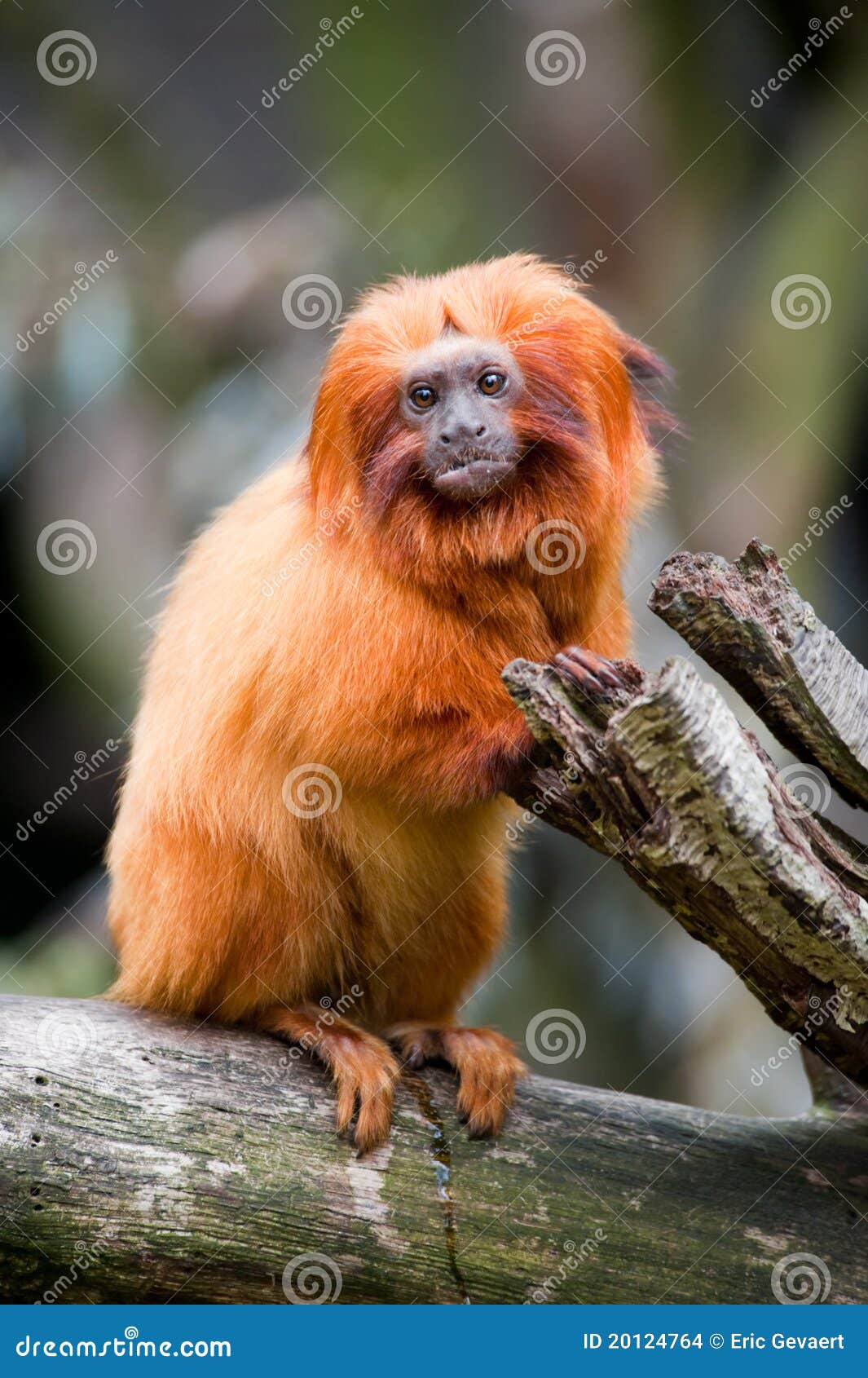 Golden Lion Tamarin Stock Photo Image Of Monkey Wildlife