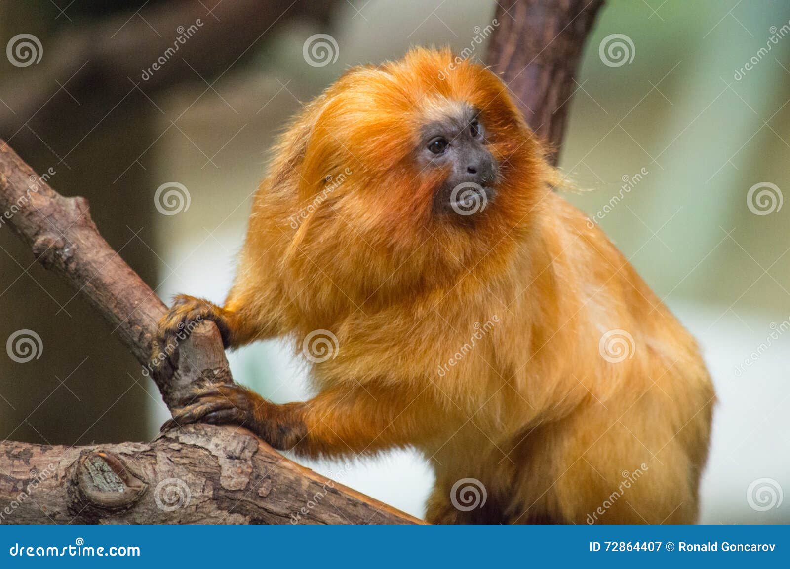 Macaco sagui hi-res stock photography and images - Alamy