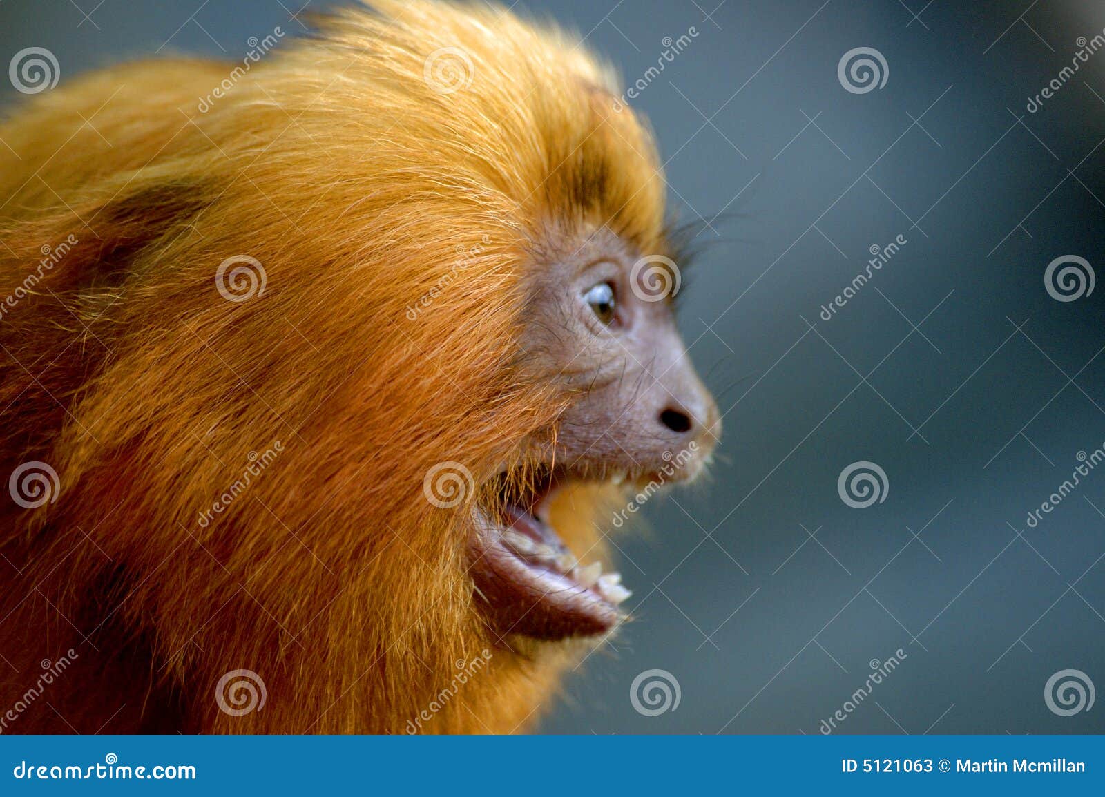 Golden Lion Tamarin Shouting Stock Image Image of portrait, screaming