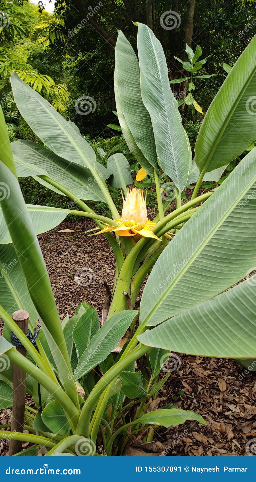 Golden Lotus Banana, Ensete Lasiocarpum/ Chinese Dwarf Banana Stock Image -  Image of member, lotus: 155307091