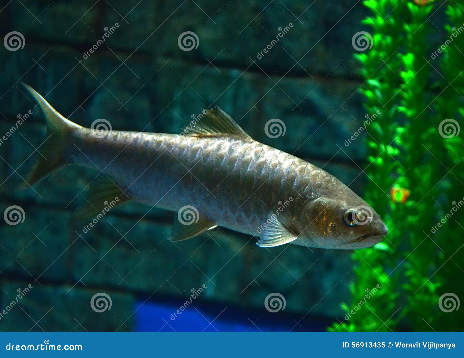 Golden mahseer stock image Image of hold sport 