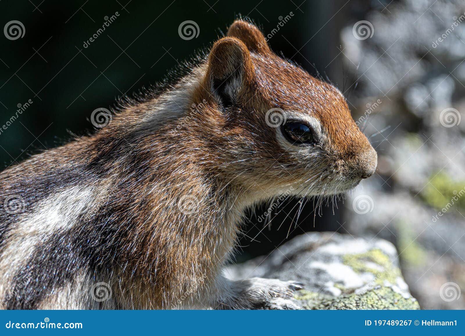 golden-mantled ground squirrel callospermophilus lateralis