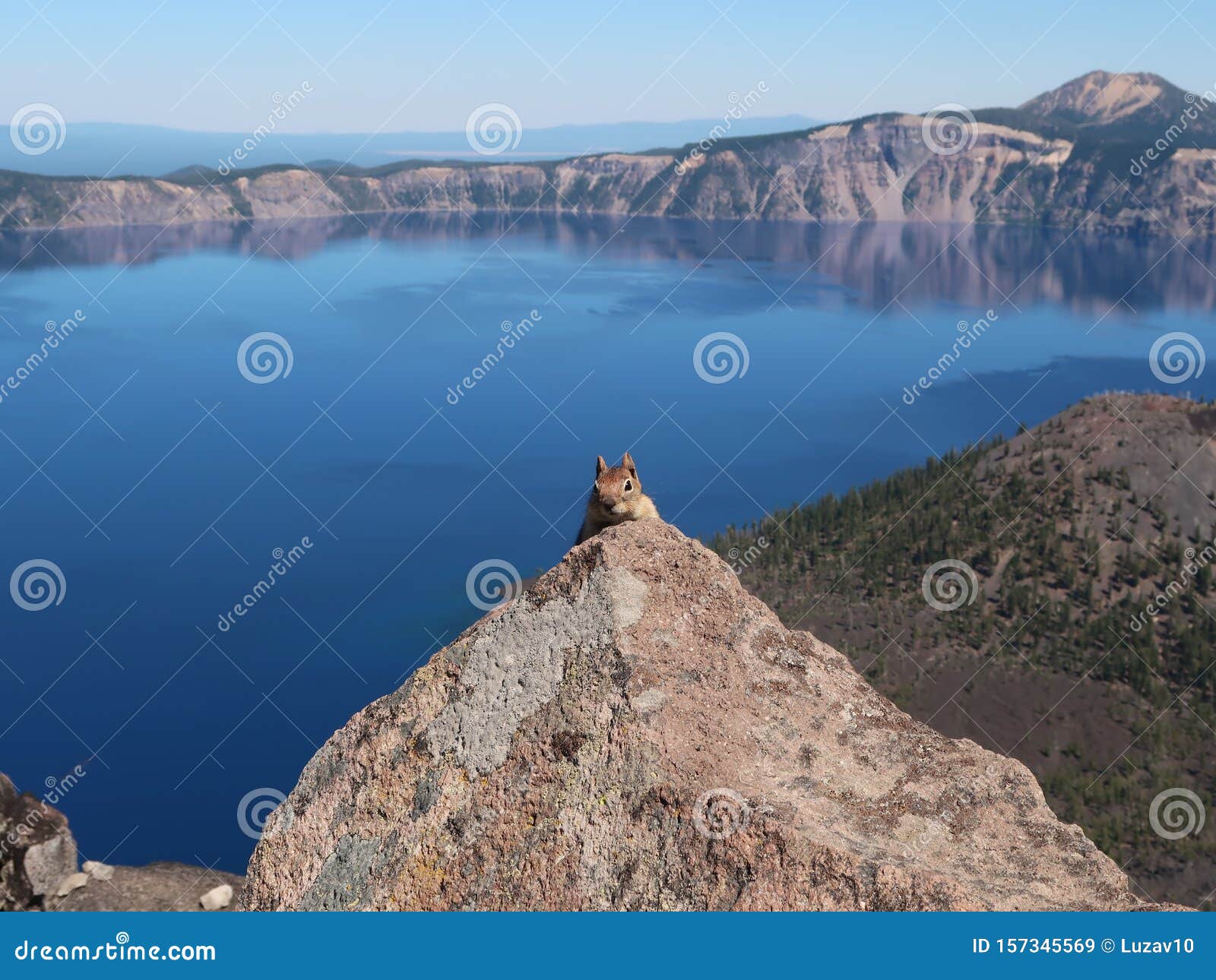golden-mantled ground squirrel at crater lake