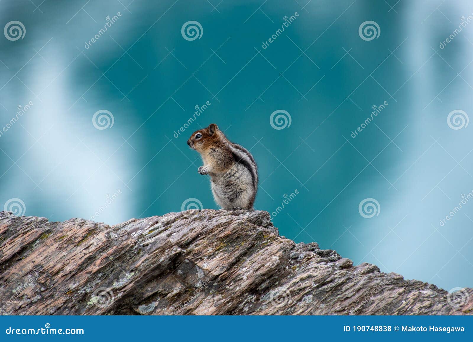 a golden-mantled ground squirrel resting on a rock with the beautiful blue colour of lake morraine in the background.