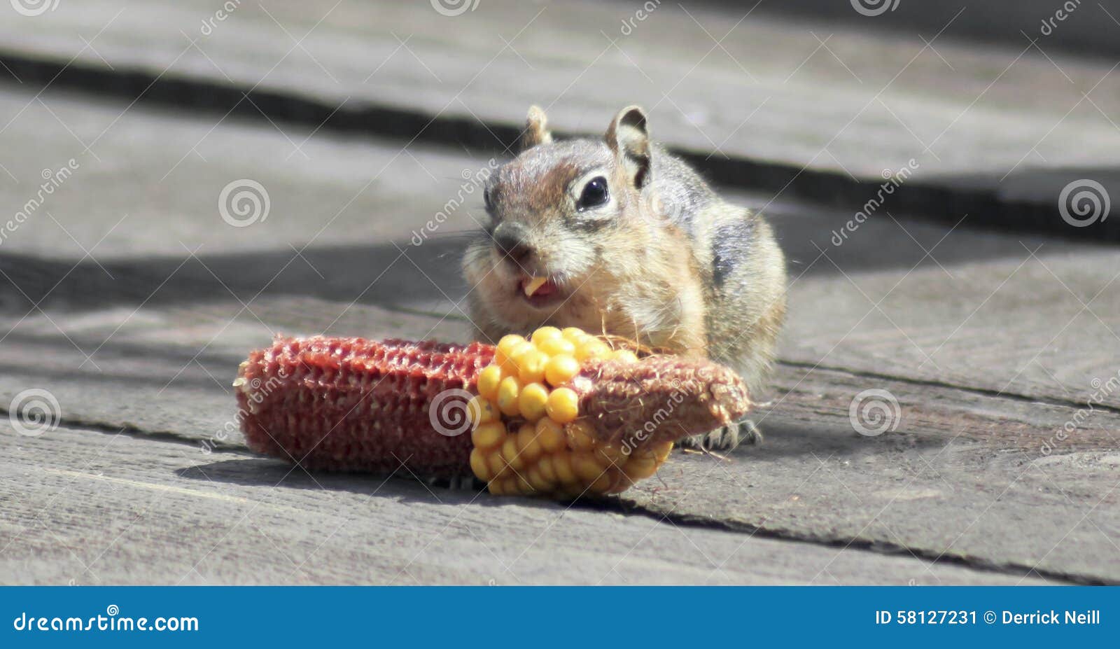 A Golden Mantled Squirrel Eating Corn on a Deck Stock Image Image of