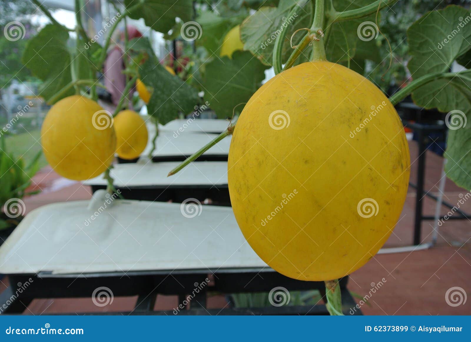 Golden Melon or Cucumis Melon Indorus Stock Image Image of health