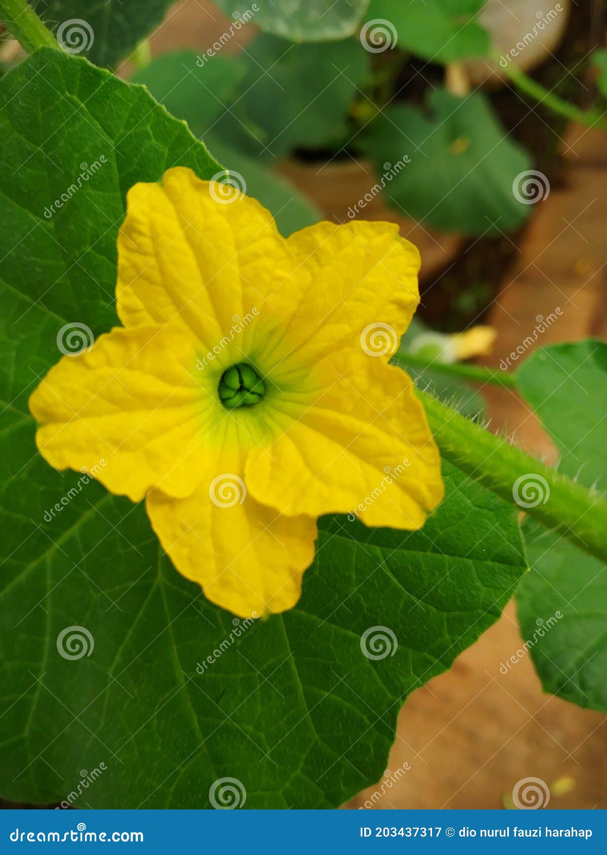 Golden melon flower stock image. Image of petal, vegetable 203437317