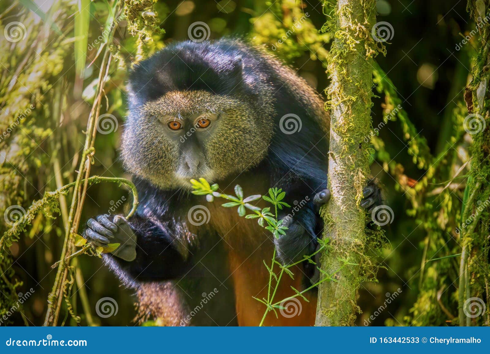 a golden monkey in a bamboo forest in rwanda.