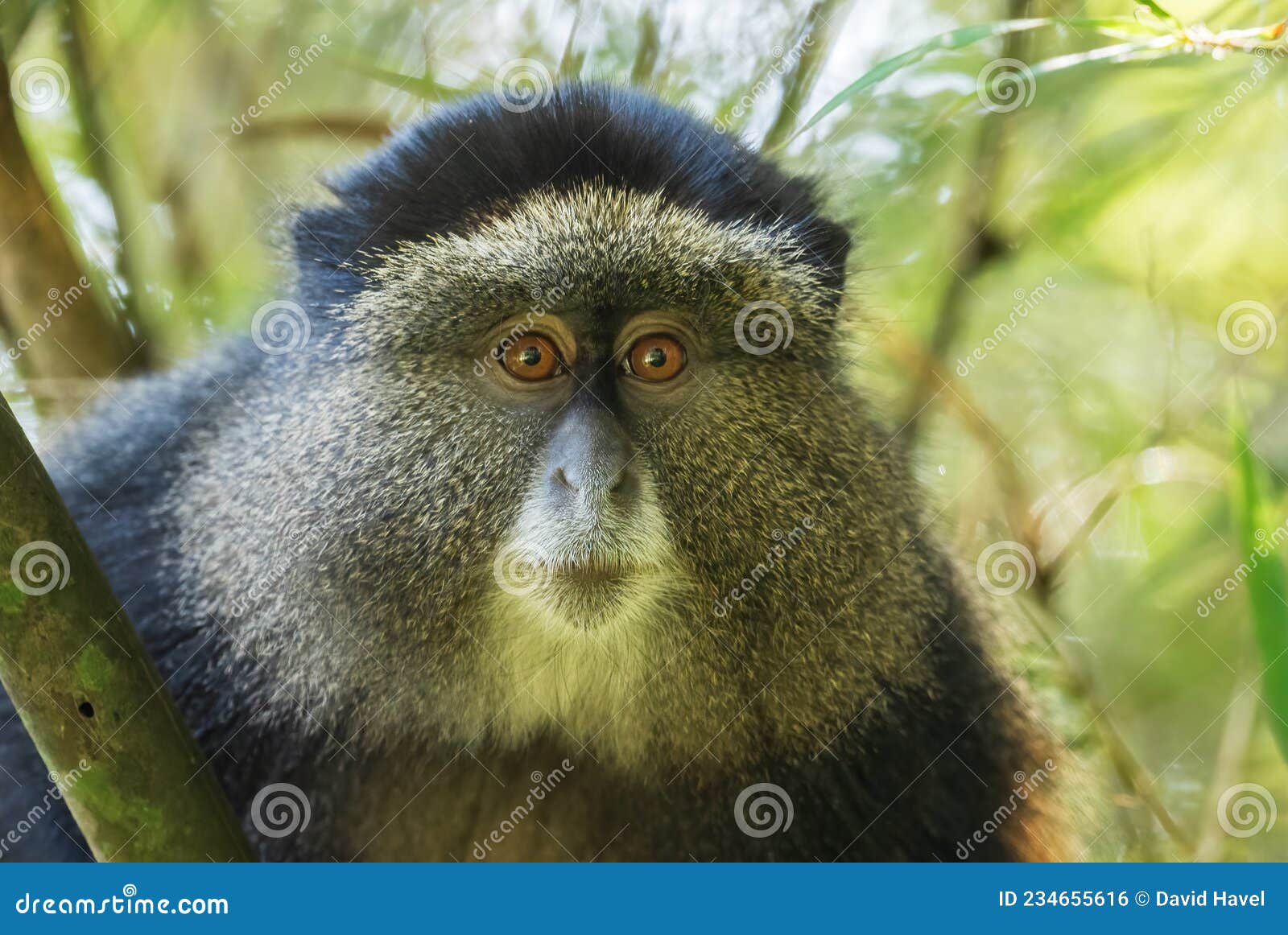 golden monkey - cercopithecus kandti