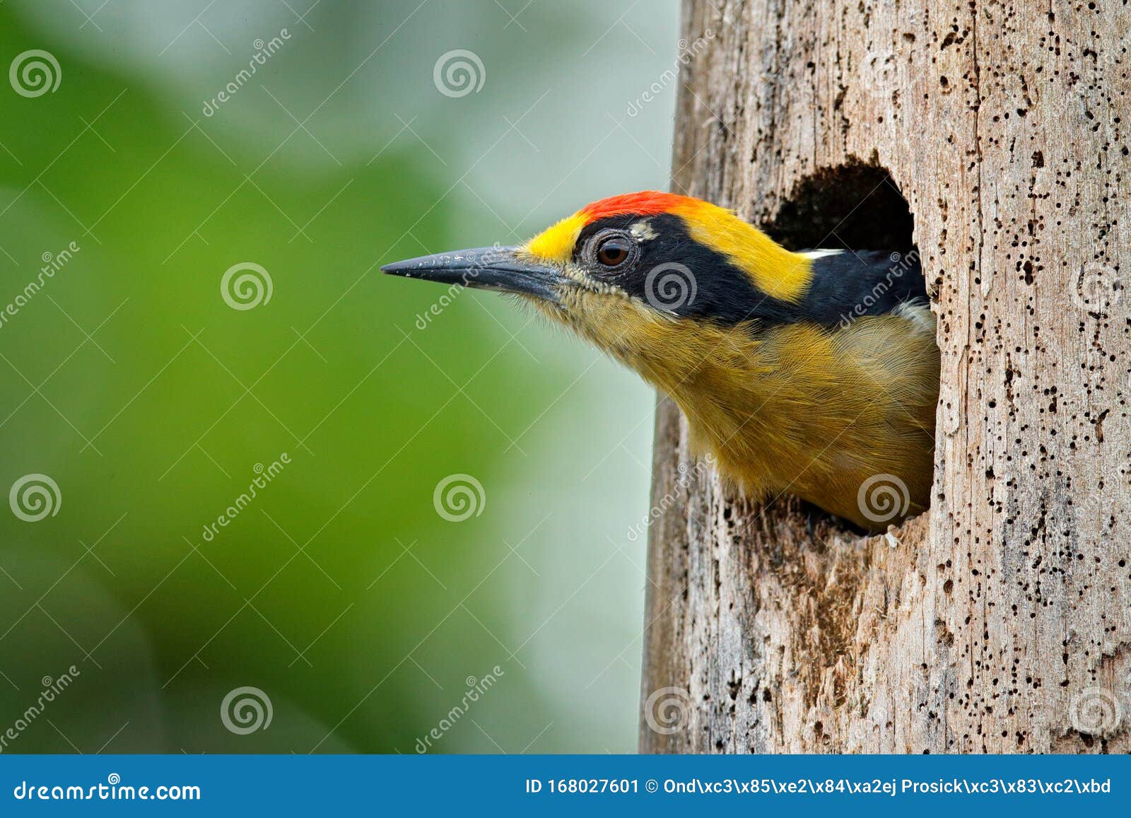 golden-naped woodpecker, melanerpes chrysauchen, sitting on tree trink with nesting hole, black and red bird in nature habitat,