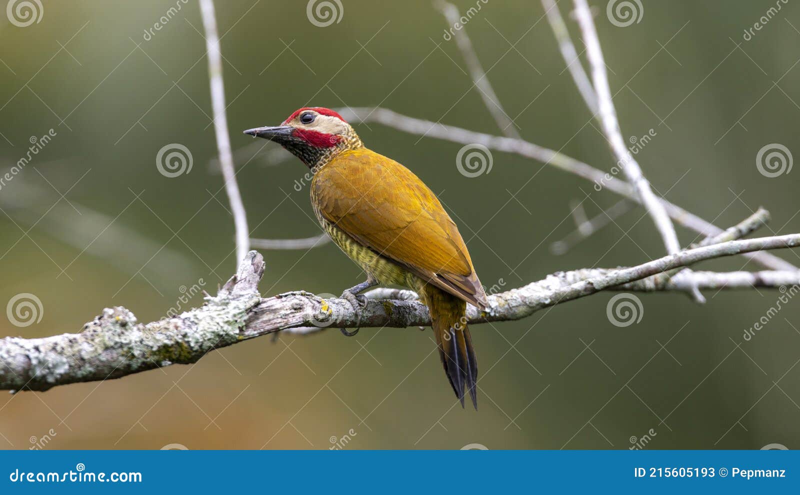 golden-olive woodpecker colaptes rubiginosus, carpintero verde dorado
