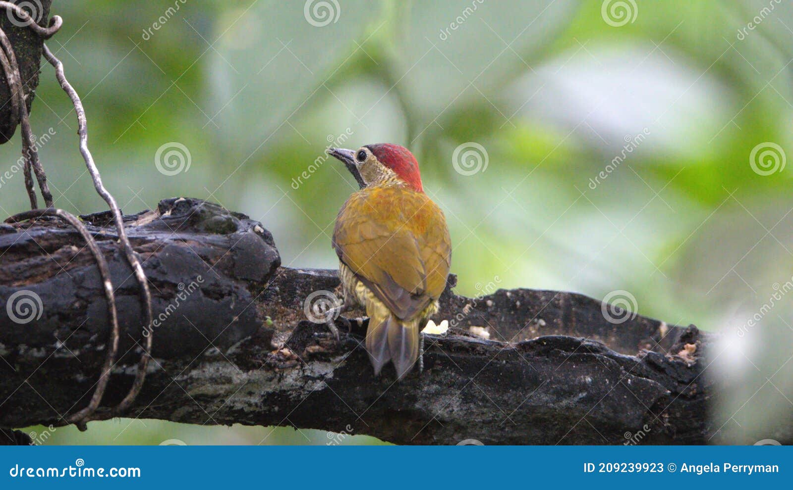 golden-olive woodpecker
