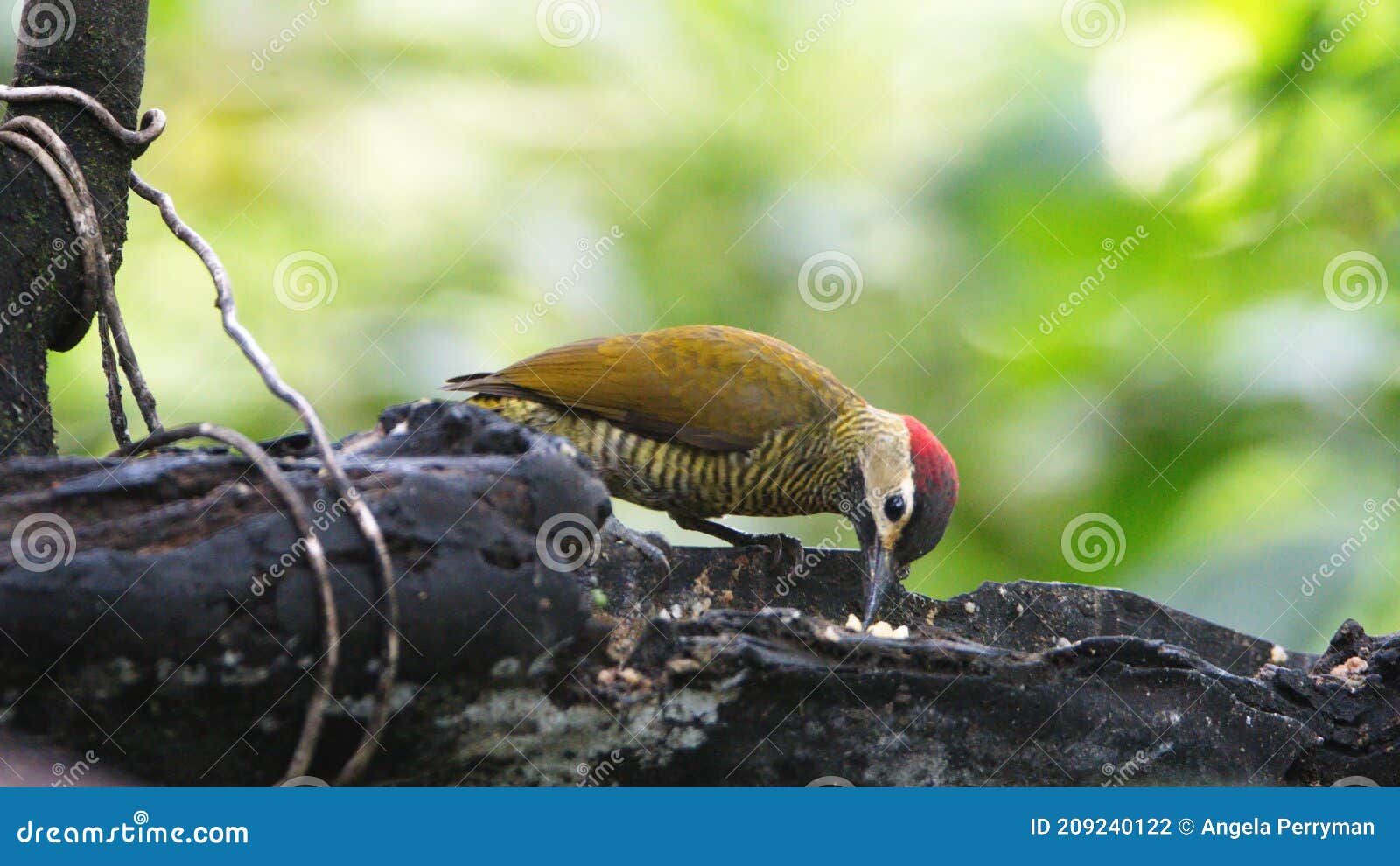 golden-olive woodpecker