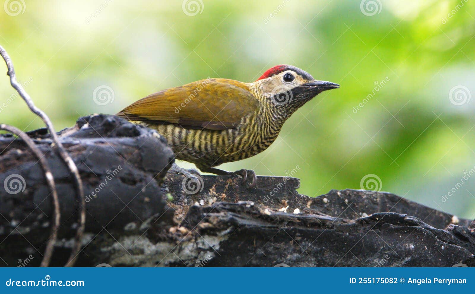 golden-olive woodpecker on a branch