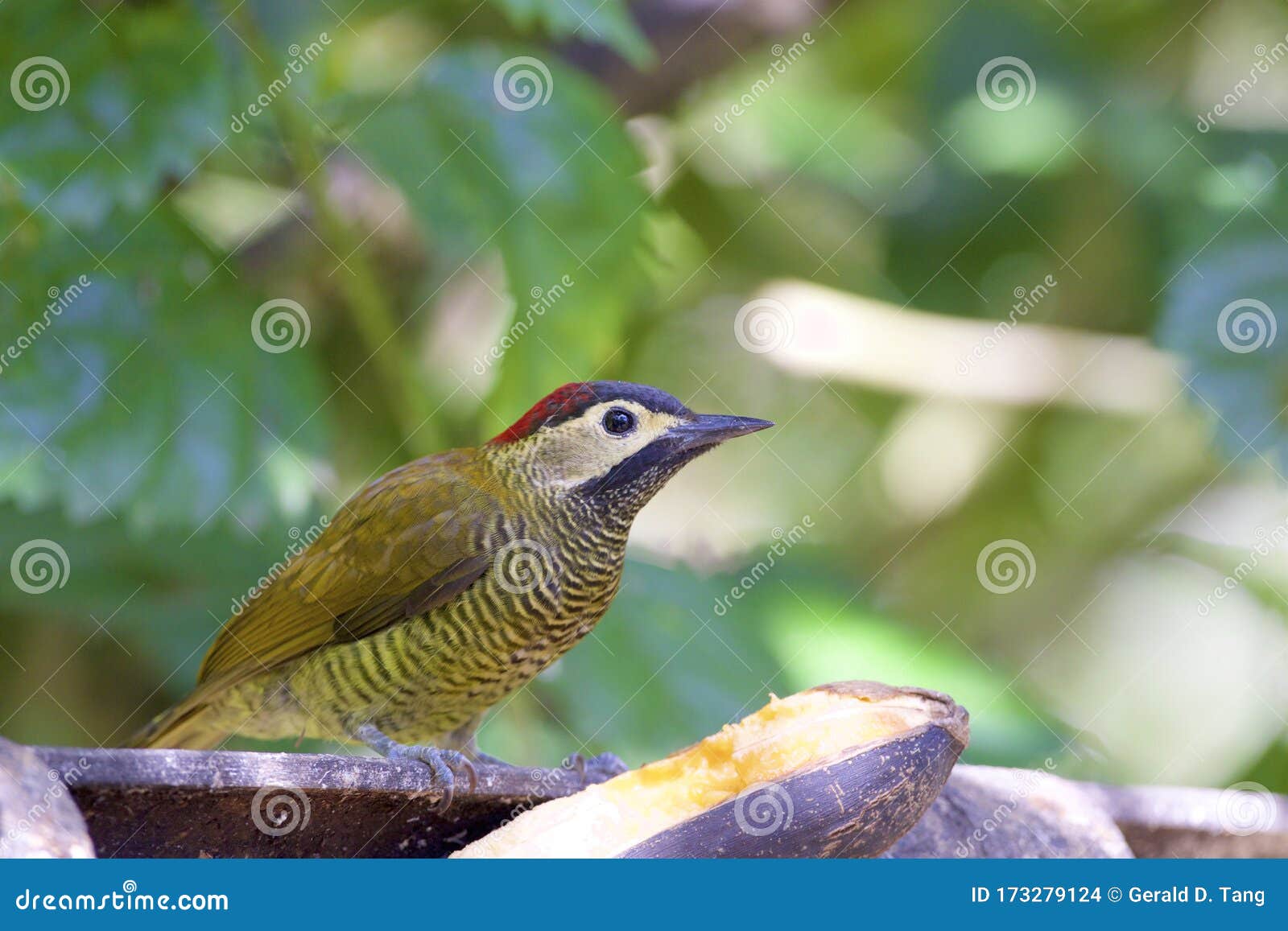 golden-olive woodpecker    844355