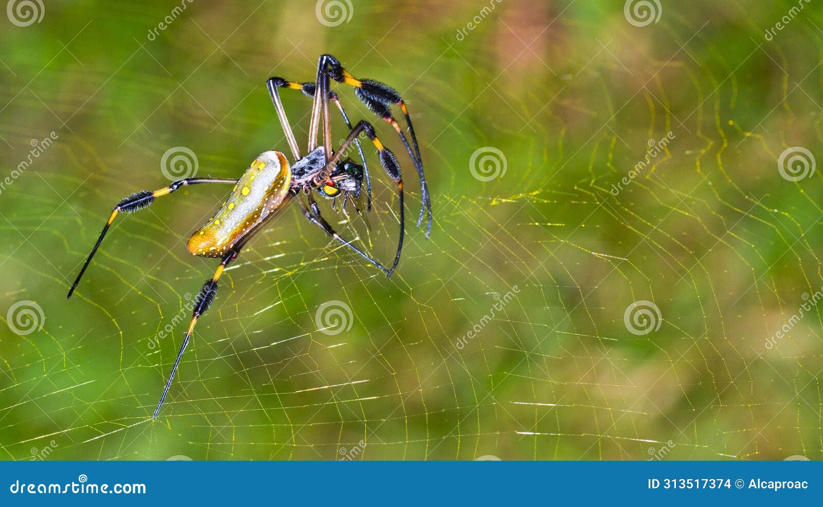 golden orb-web spider, marino ballena national park