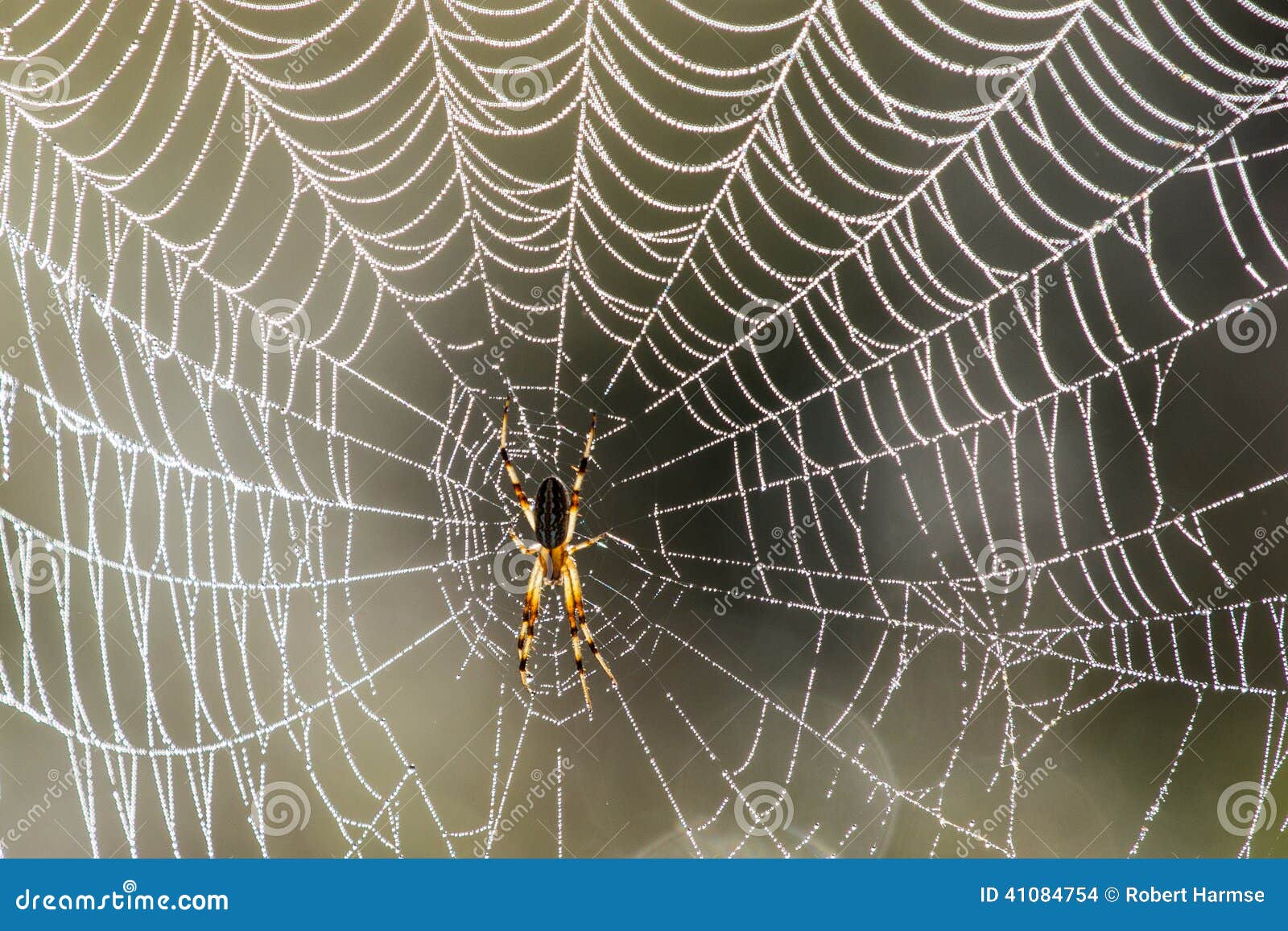 Golden Orb-Web Spider stock photo. Image of kruger, inaurata - 41084754