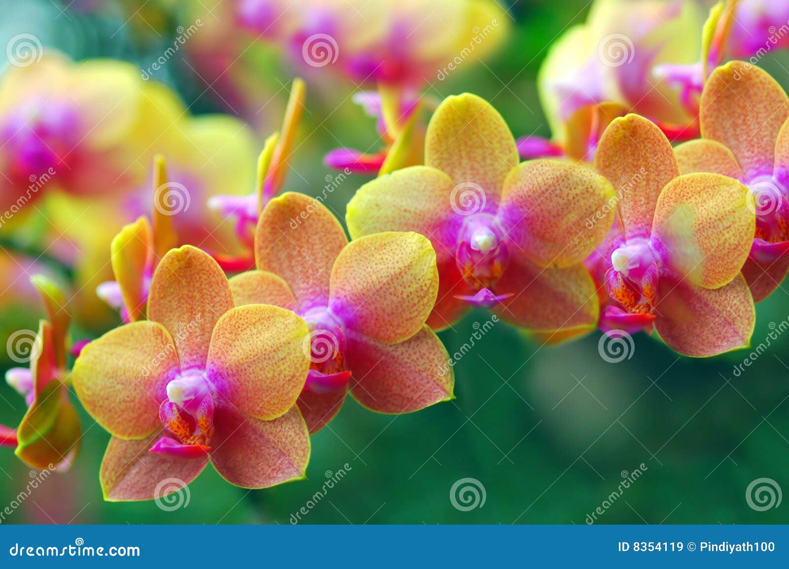 golden orchids