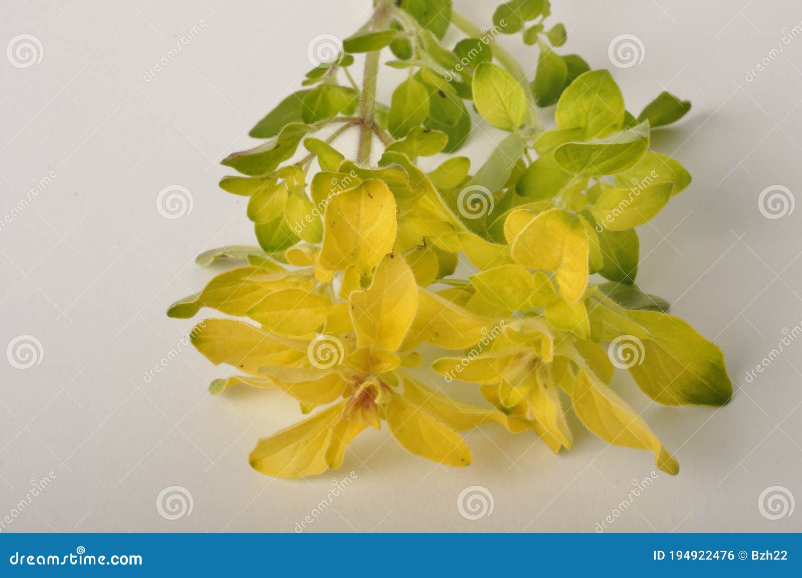 Golden Oregano on White Background Stock Photo Image of studio, white