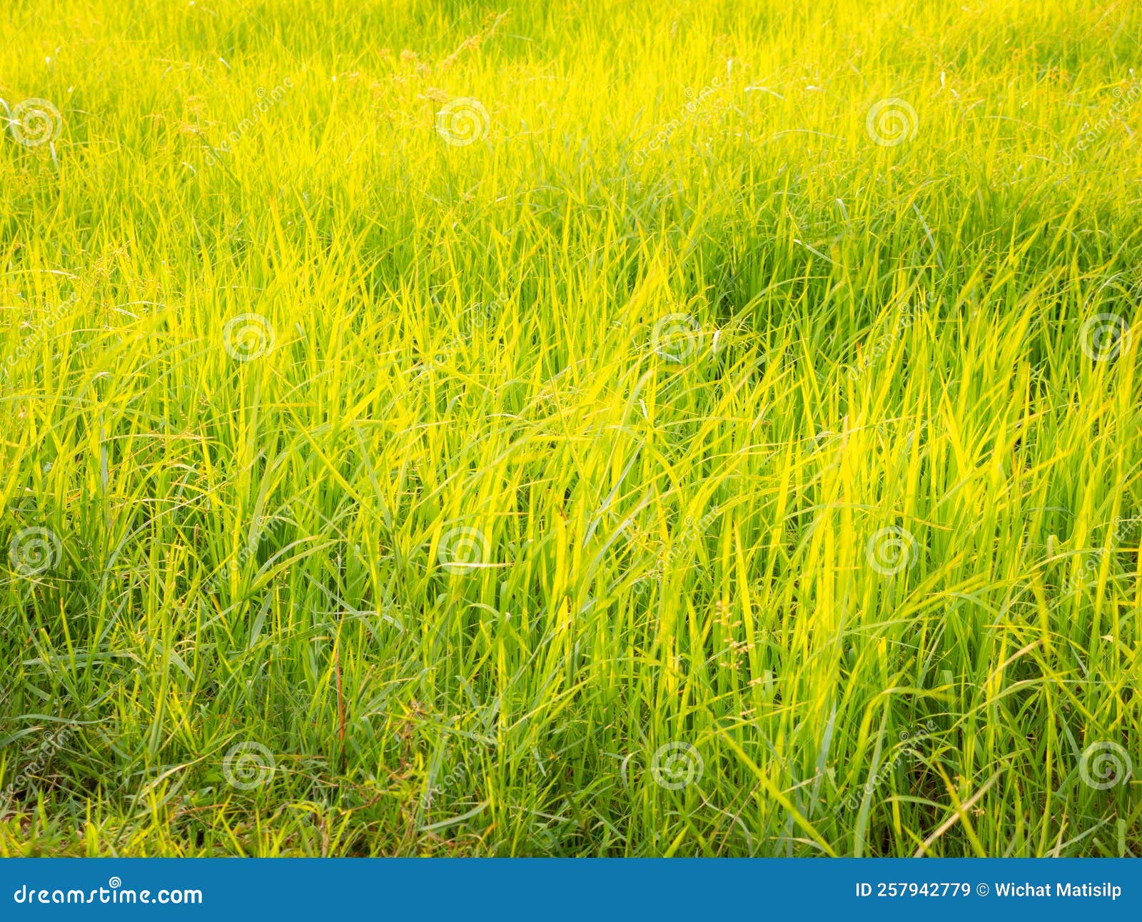 Golden Paddy Field Growing stock image. Image of asian - 257942779