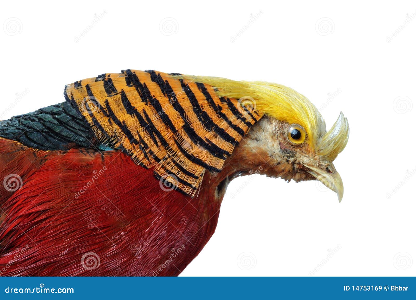 Golden Pheasant stock image. Image of background, pictus - 14753169