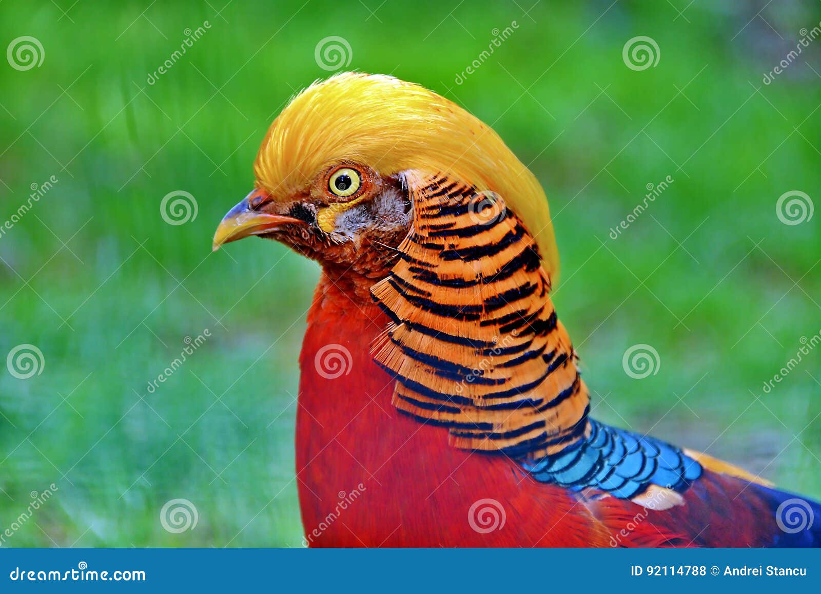 golden pheasant bird
