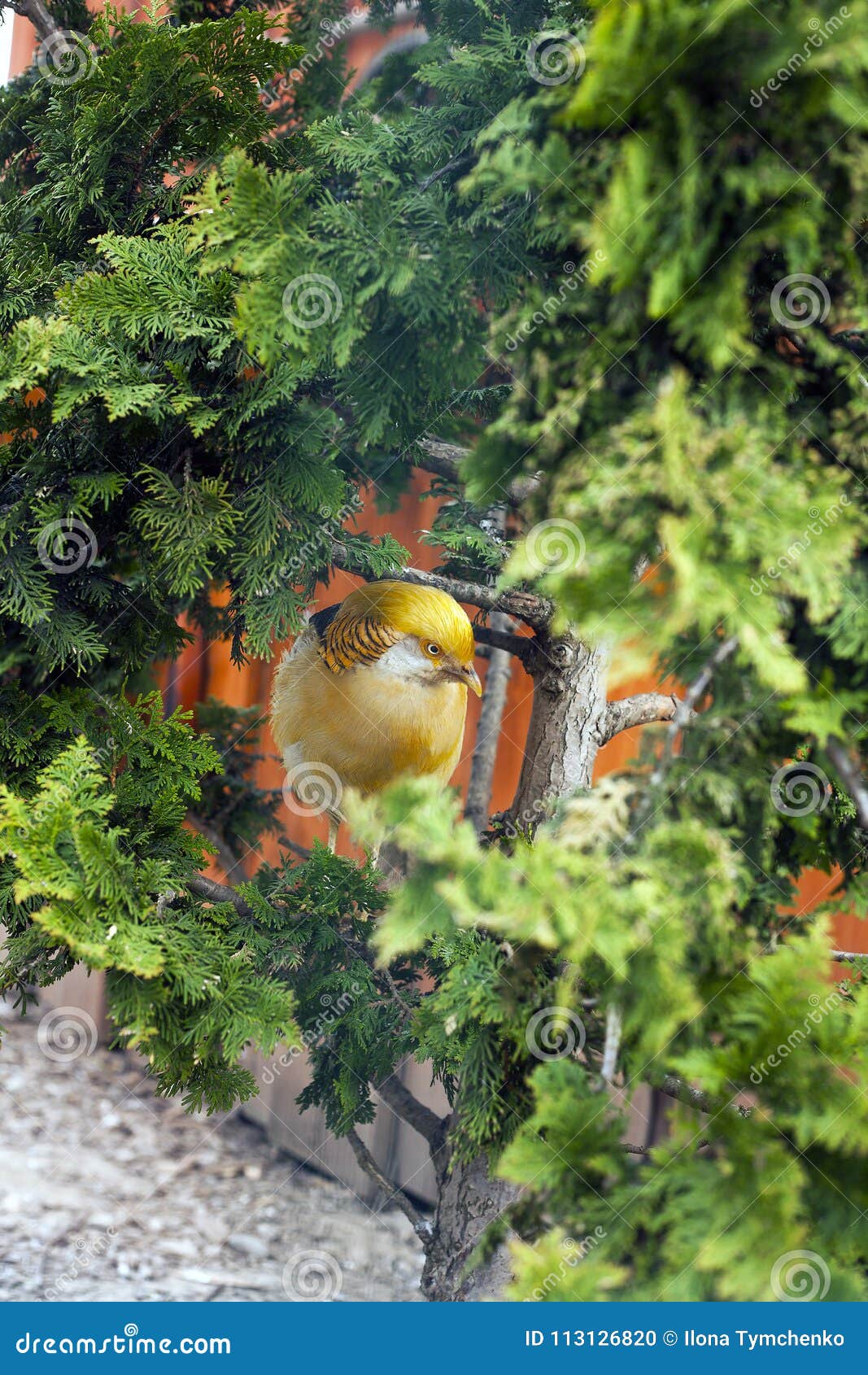 Golden Pheasant Orange Bird Stock Photo - Image of branch, golden ...