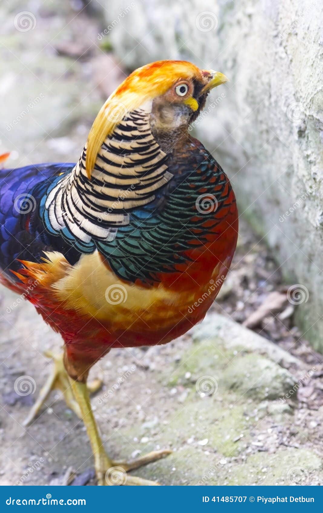 Red Golden Pheasant