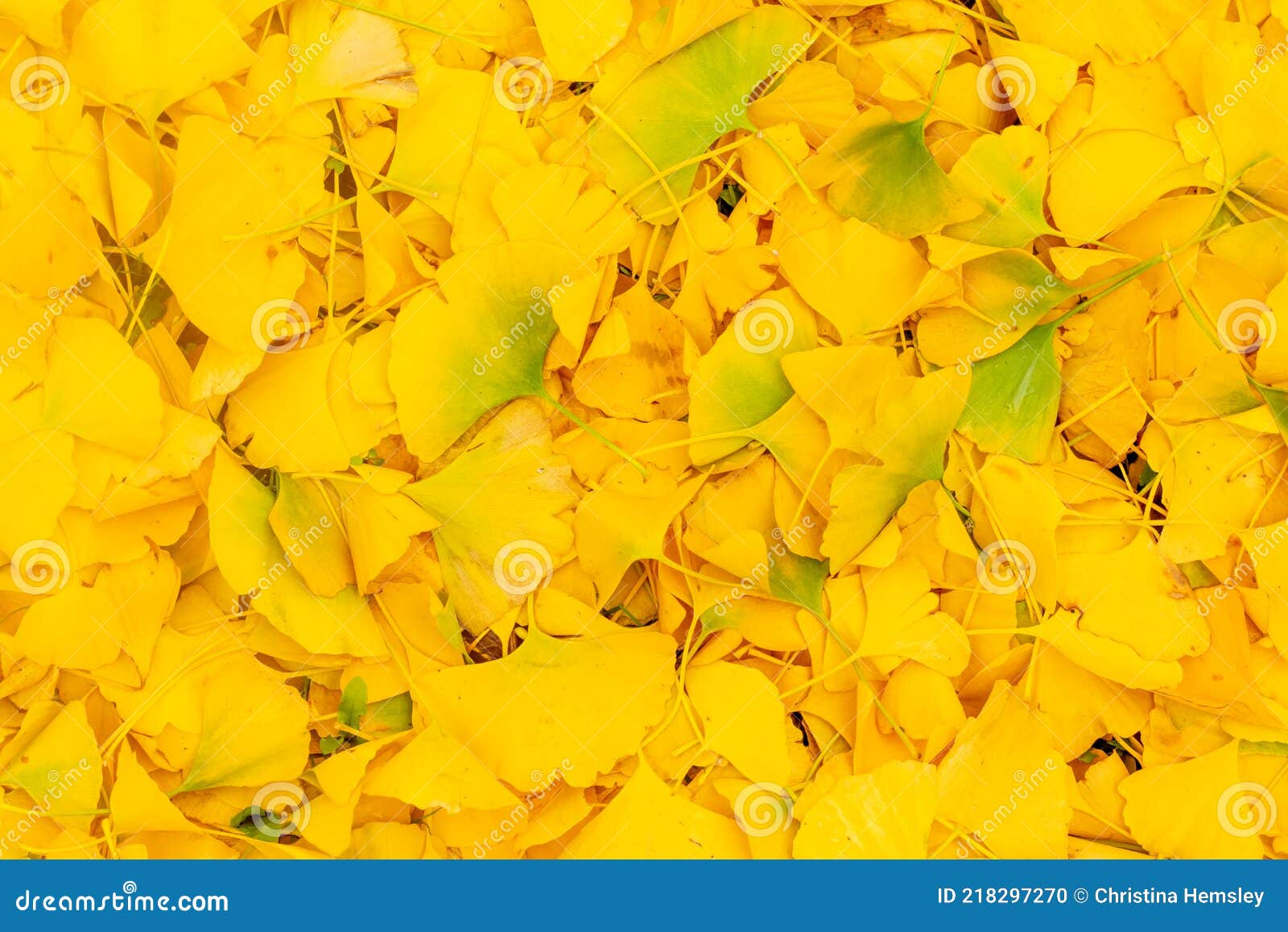 Golden Pile of Gingko Leaves Stock Photo Image of species, gold