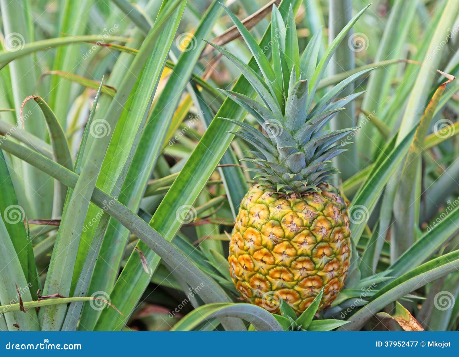 Golden pineapple on bush stock image. Image of plantation 37952477