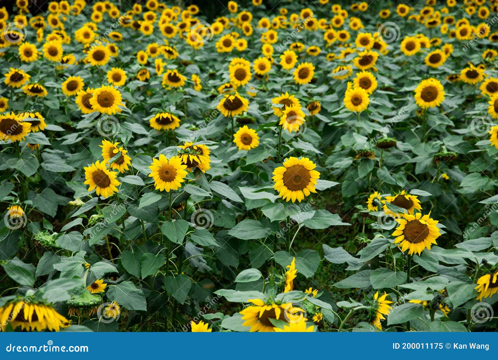 Golden plots of sunflowers stock image. Image of agriculture 200011175