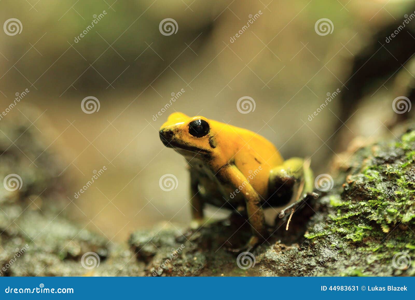 Golden poison frog stock image. Image of nature, frog - 44983631