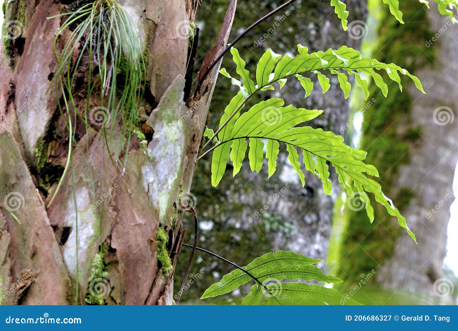 golden polypody   606123