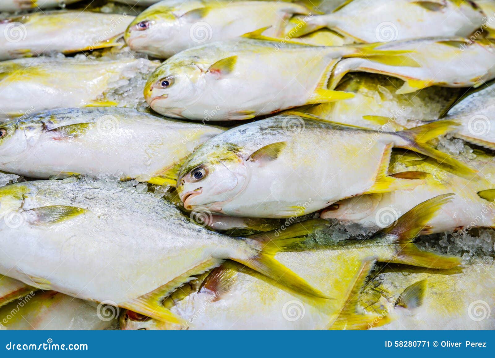 golden pompano farming