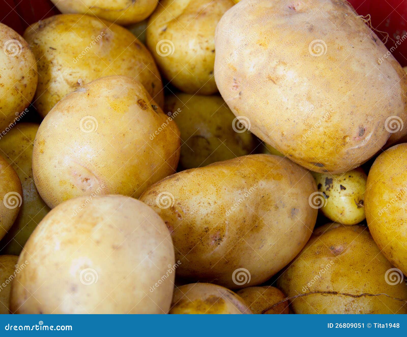Golden potatoes stock image. Image of autumn, fresh, mounds 26809051