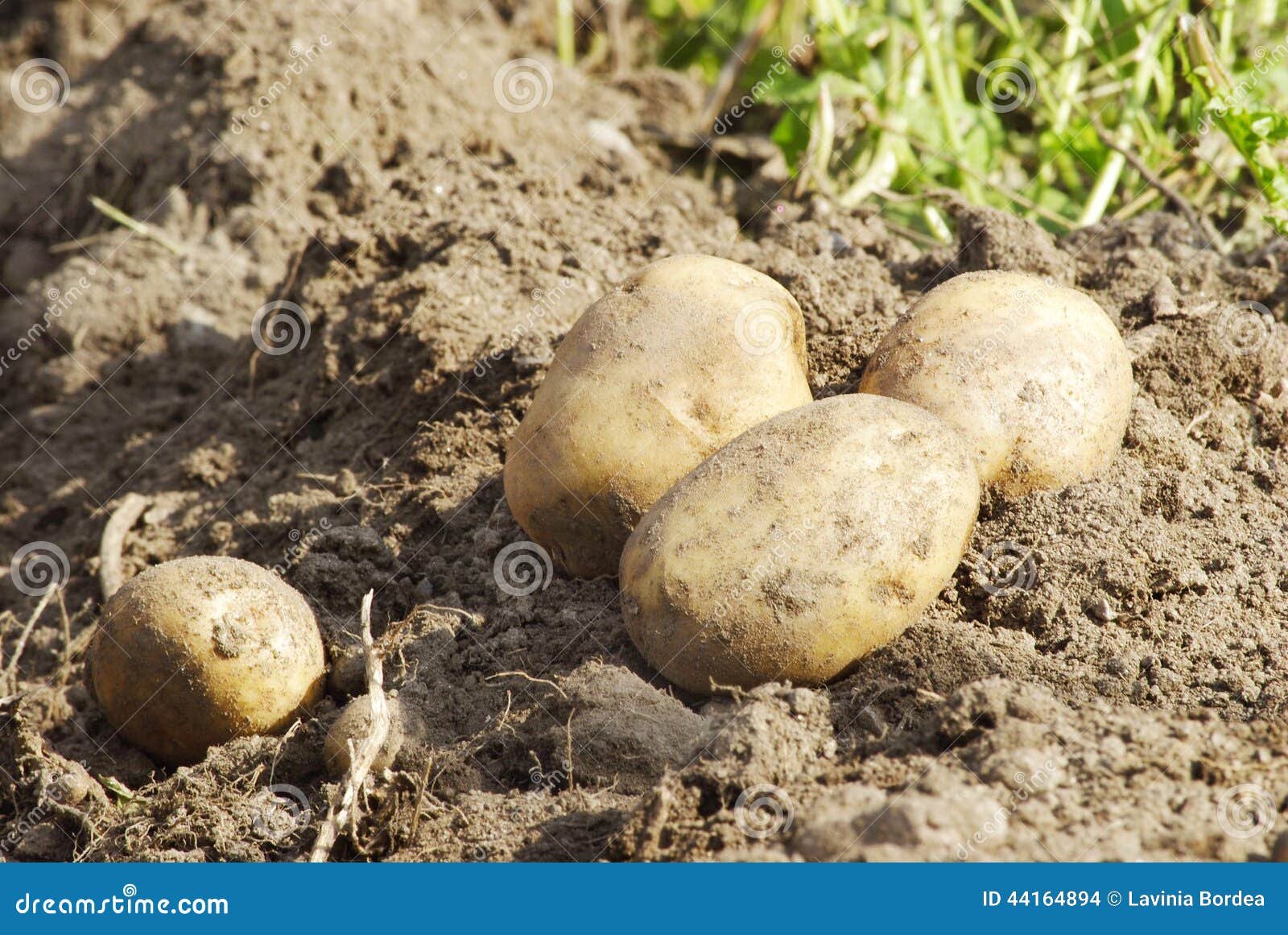 Golden potatoes stock photo. Image of country, harvesting 44164894