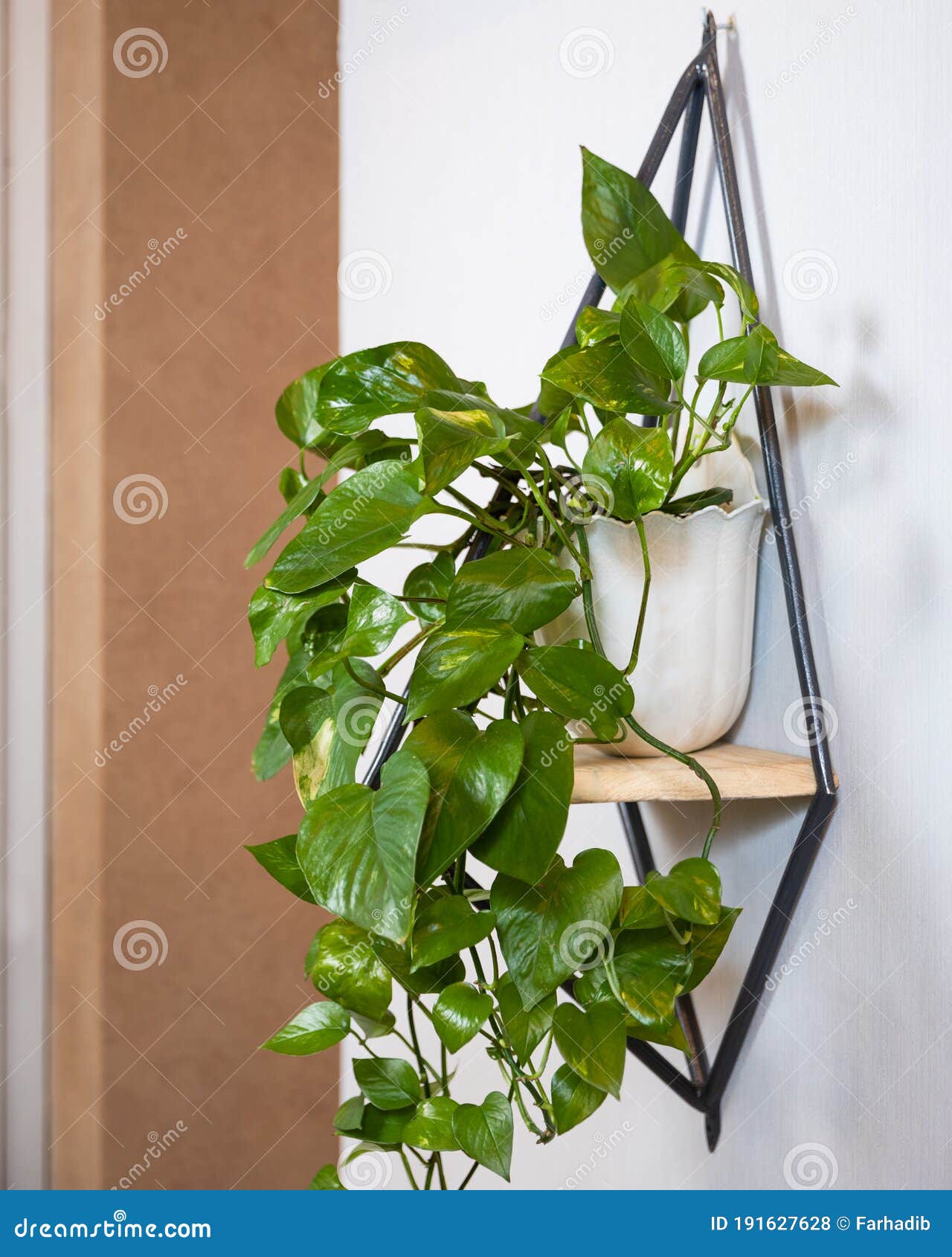 Trailing Indoor Plant Houseplant Epipremnum Aureum Devil's Ivy