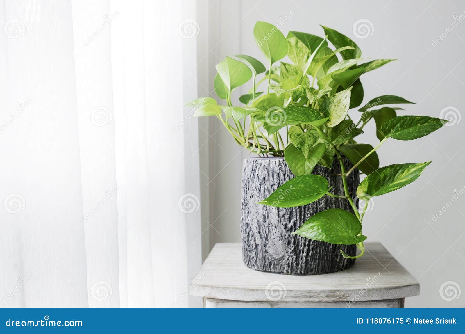 Epipremnum aureum, Epipremnum pinnatum var. Aureum, Scindapsus aureus,  Pothos aureus, Pothos, Money Plant